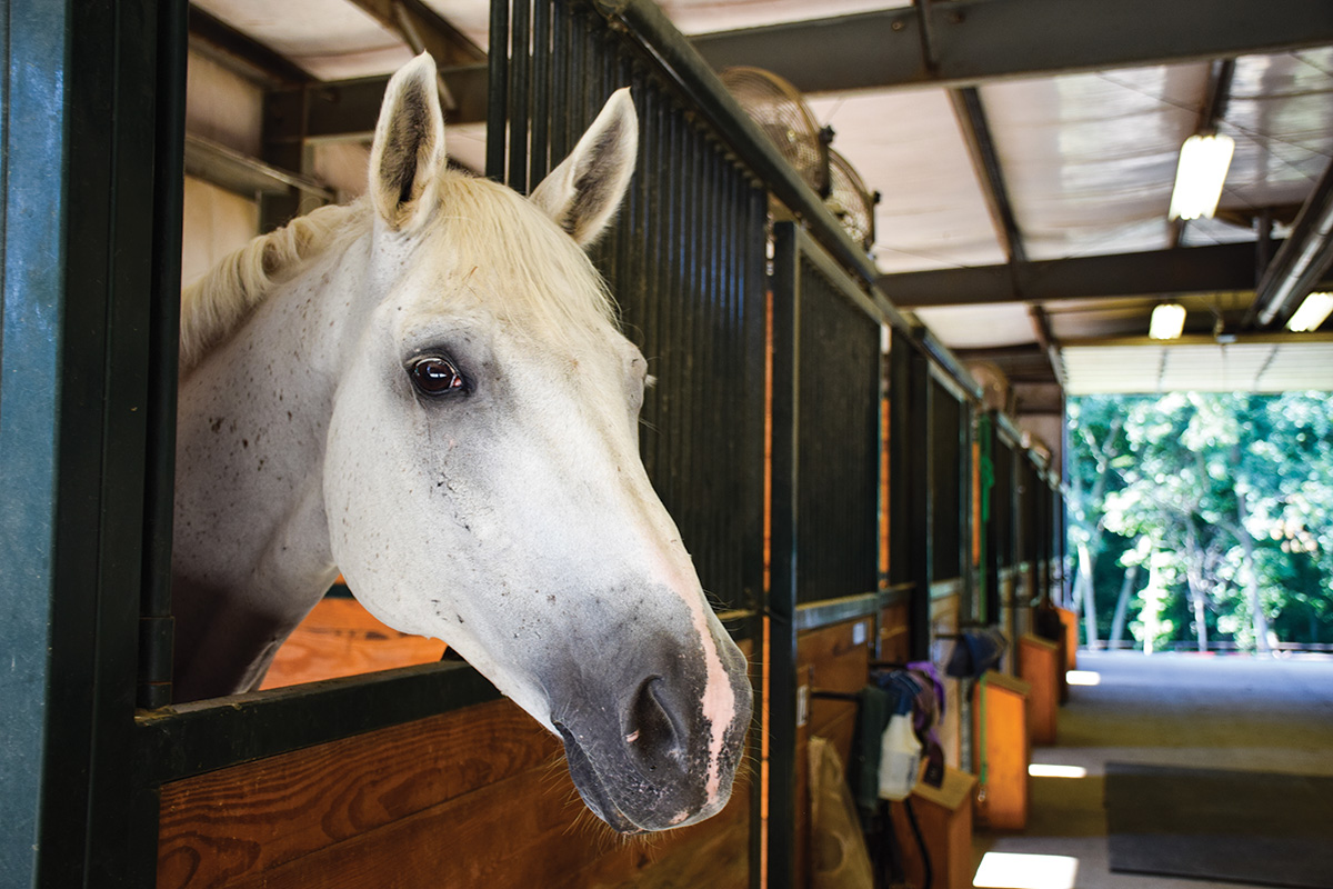 A horse in a stall