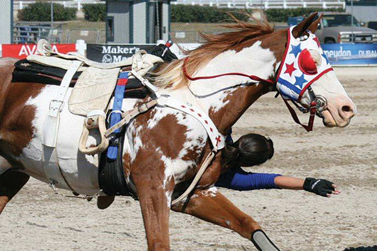 A trick-riding Paint Horse