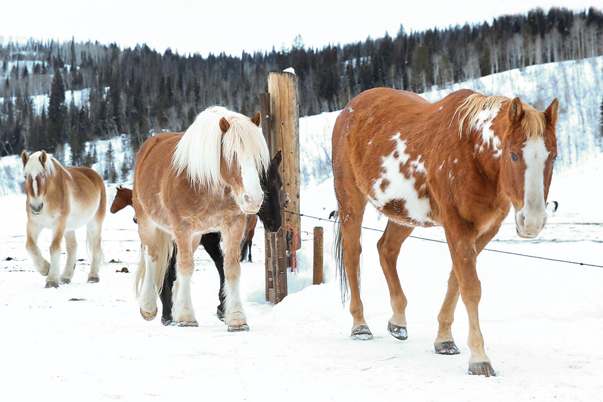 Horses in a snowy field at Vista Verde Ranch.