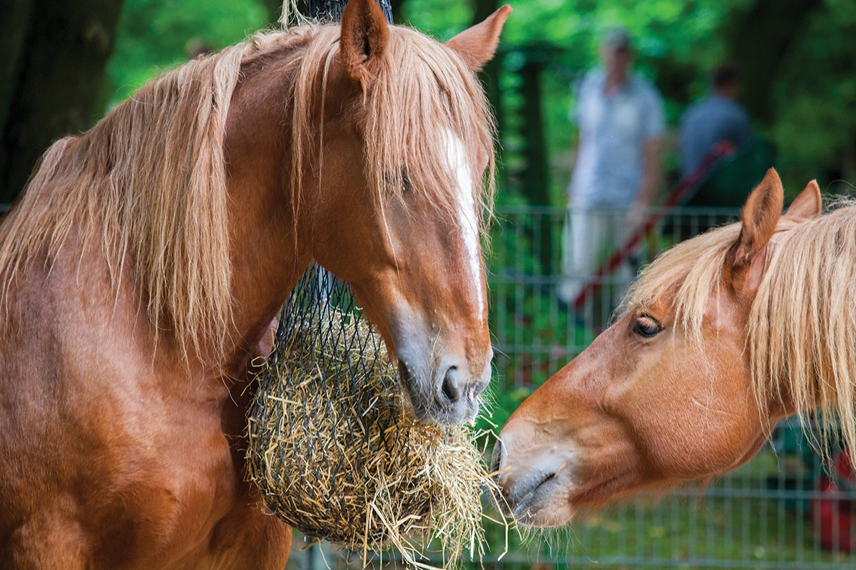 Horses eating hay, which can lose vitamin E rapidly as it is dried, baled, and stored for long periods.