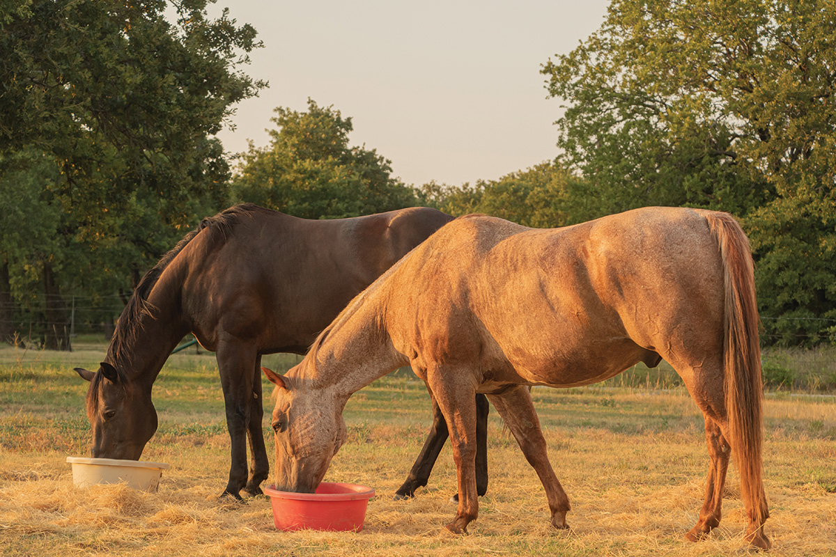 Senior horses receiving proper nutrition can extend the time needed to retire them.