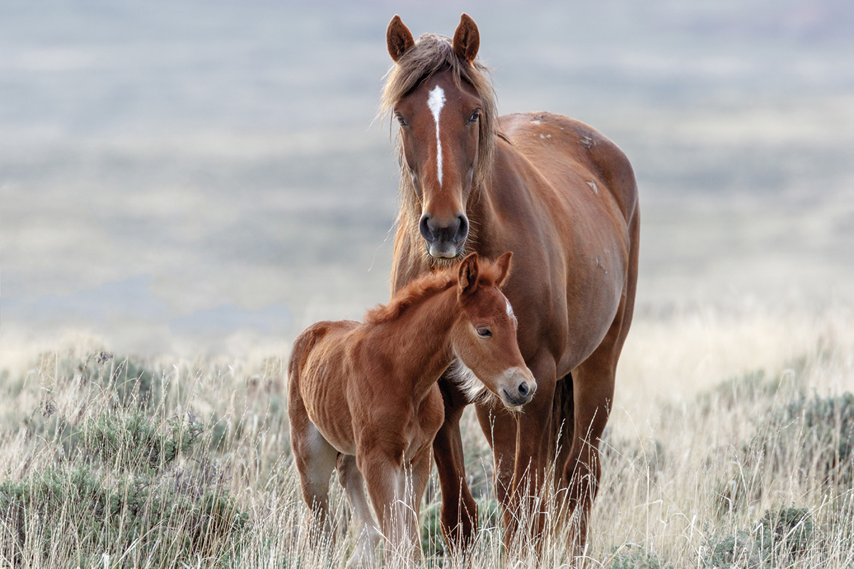 A mustang mare and foal