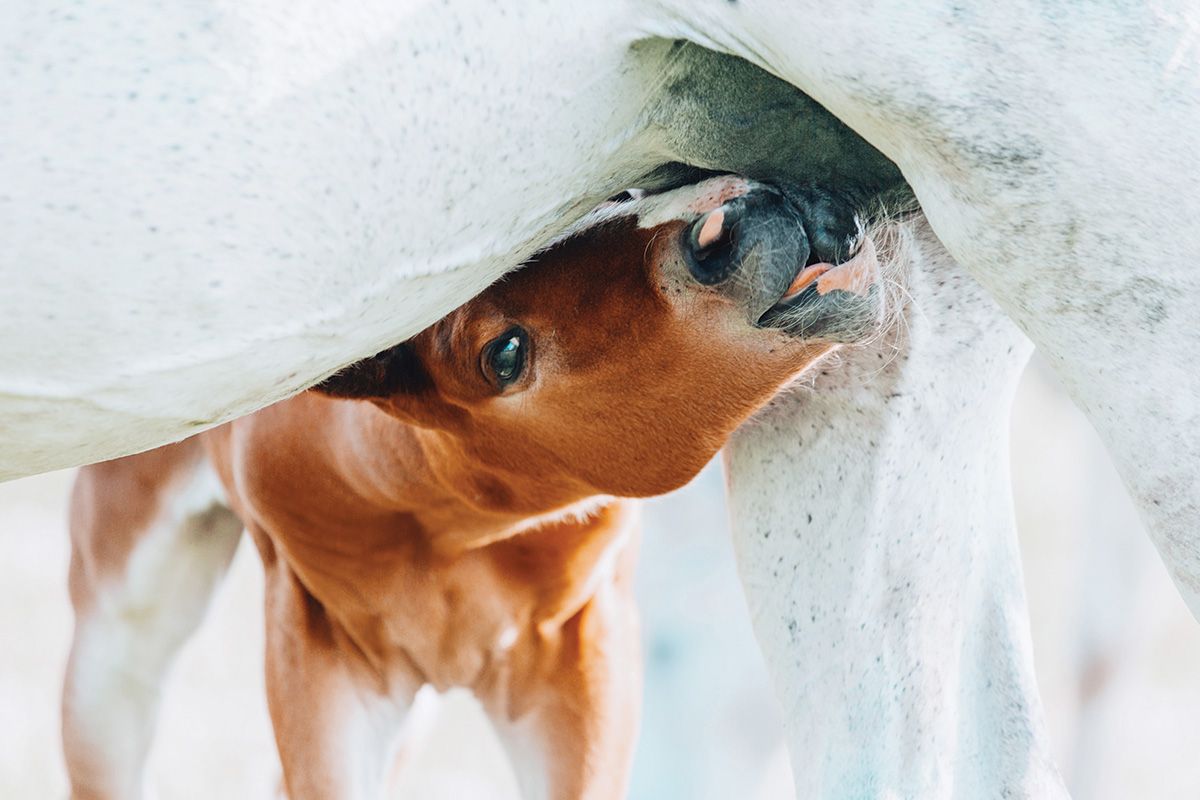 A foal nursing, which is an important part of a young horse's nutrition