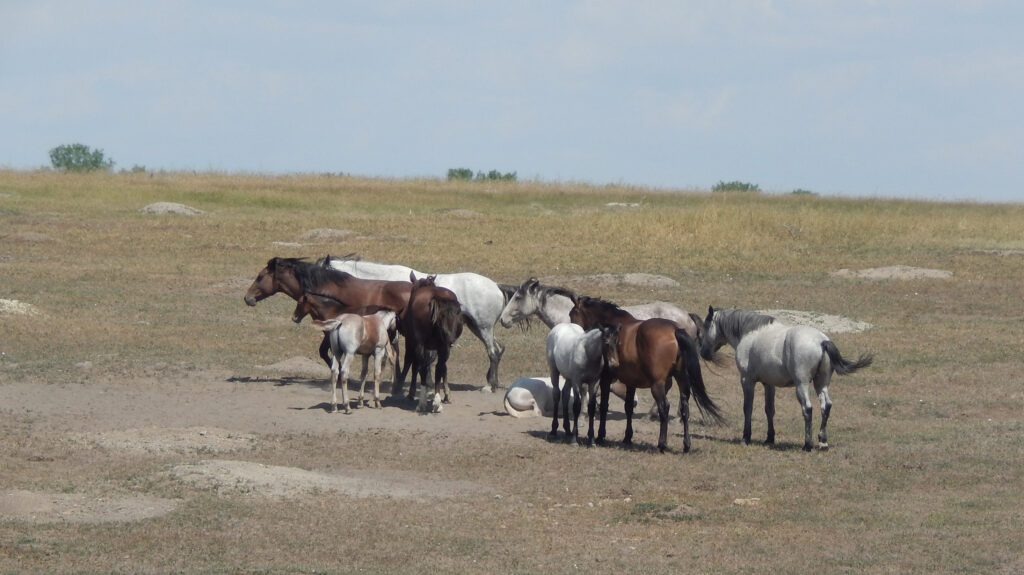 horses during drought