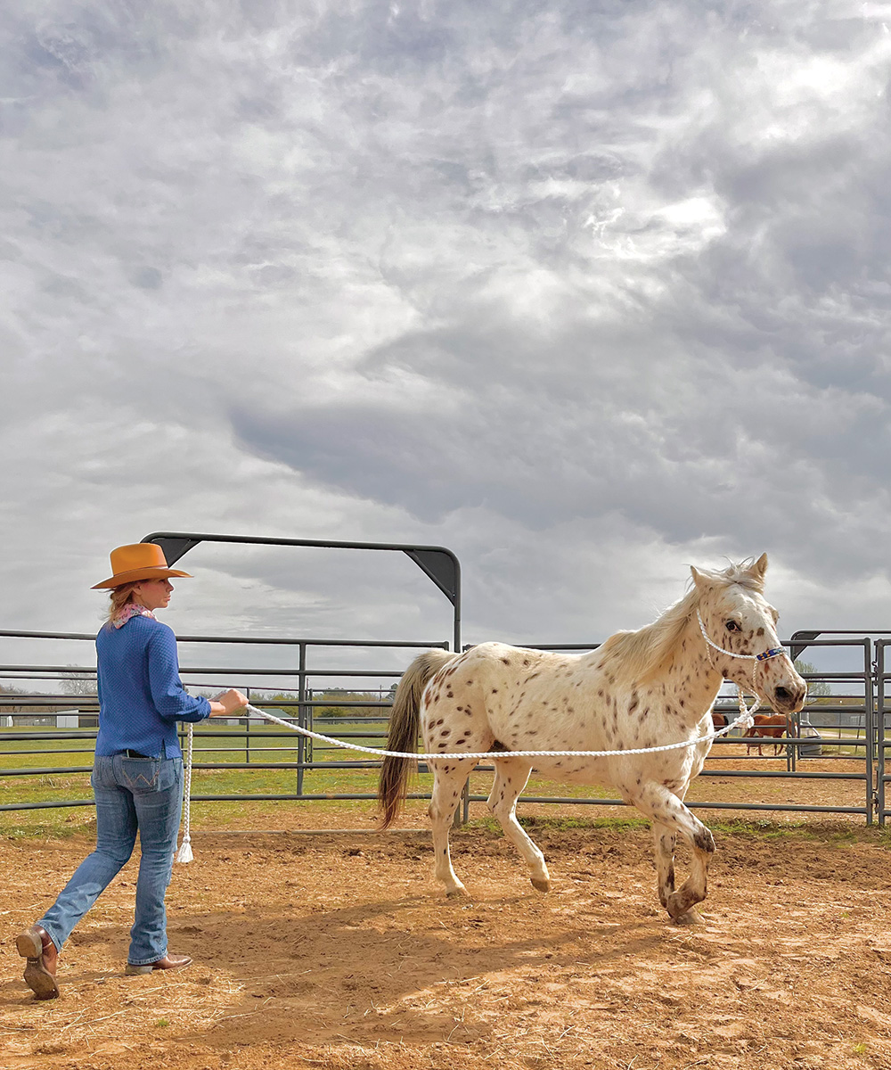 A trainer longes an Appaloosa