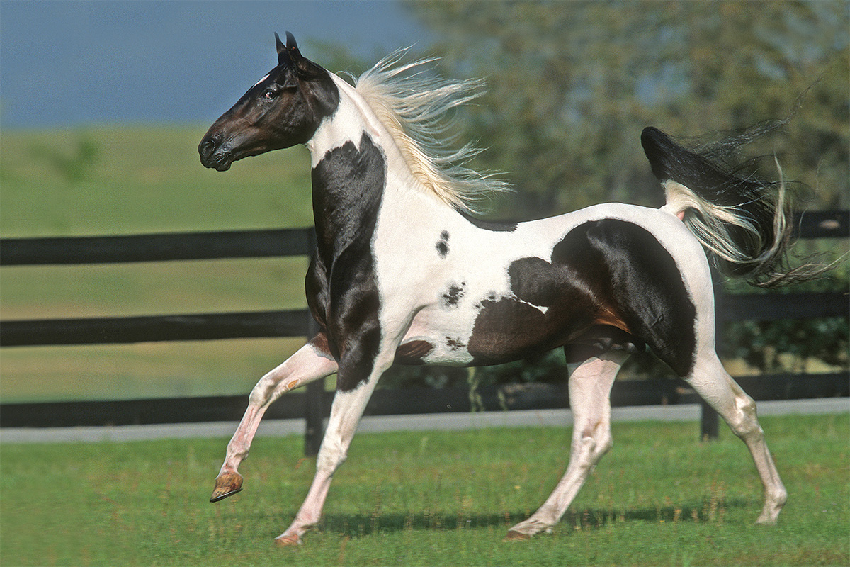 A galloping pinto in a field