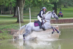 All About the American Warmblood