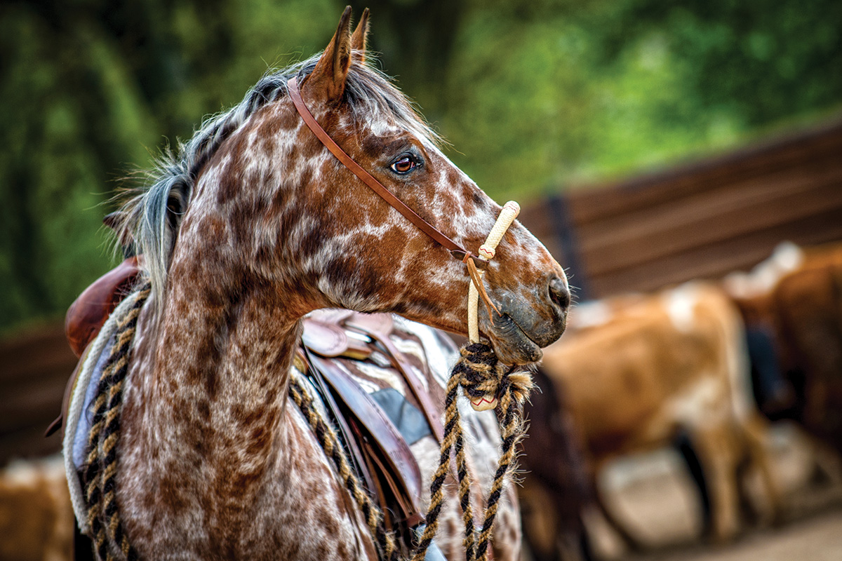 A loudly spotted horse in Western tack