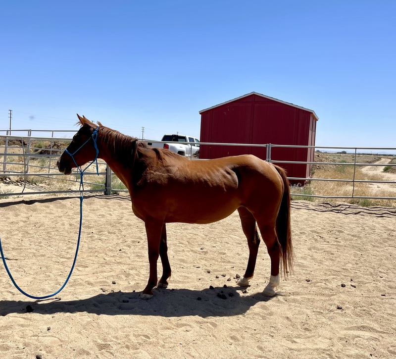 Conformation photo of a Quarter Horse mare
