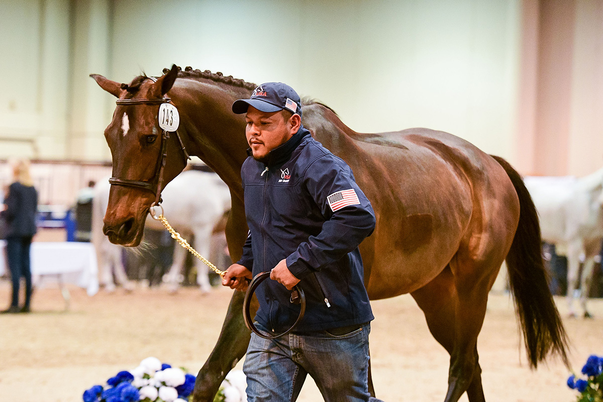 McClain Ward's mare Callas at the 2023 FEI World Cup Finals jumping inspection