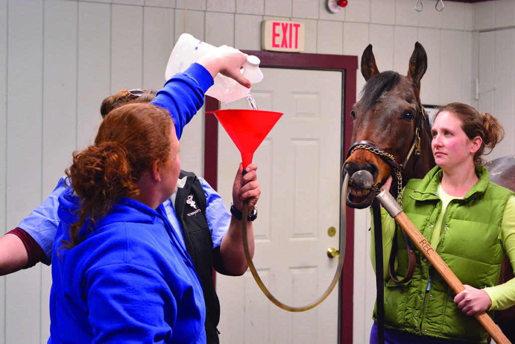 equine impaction colic