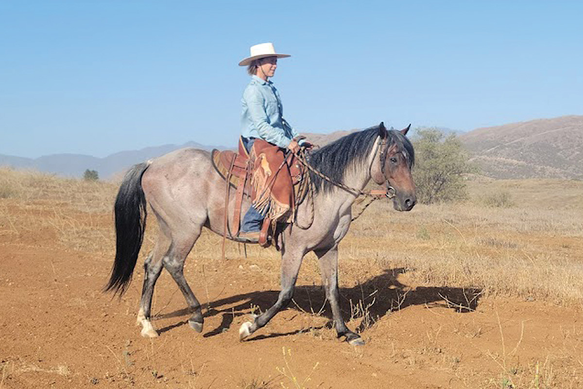 A roan Colonial Spanish Horse being ridden