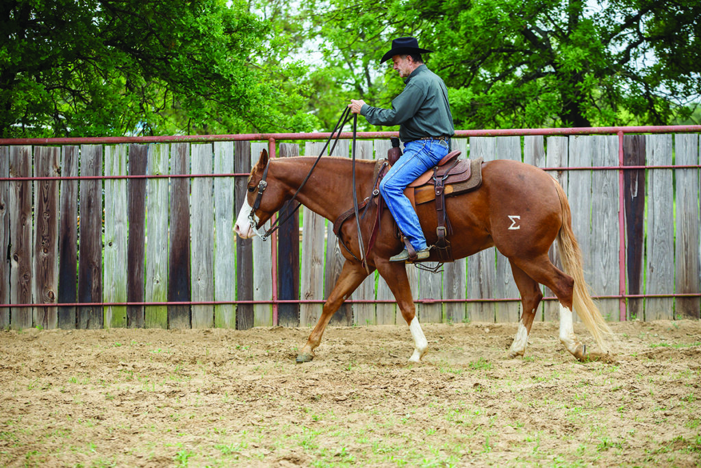 ranch riding downward transitions