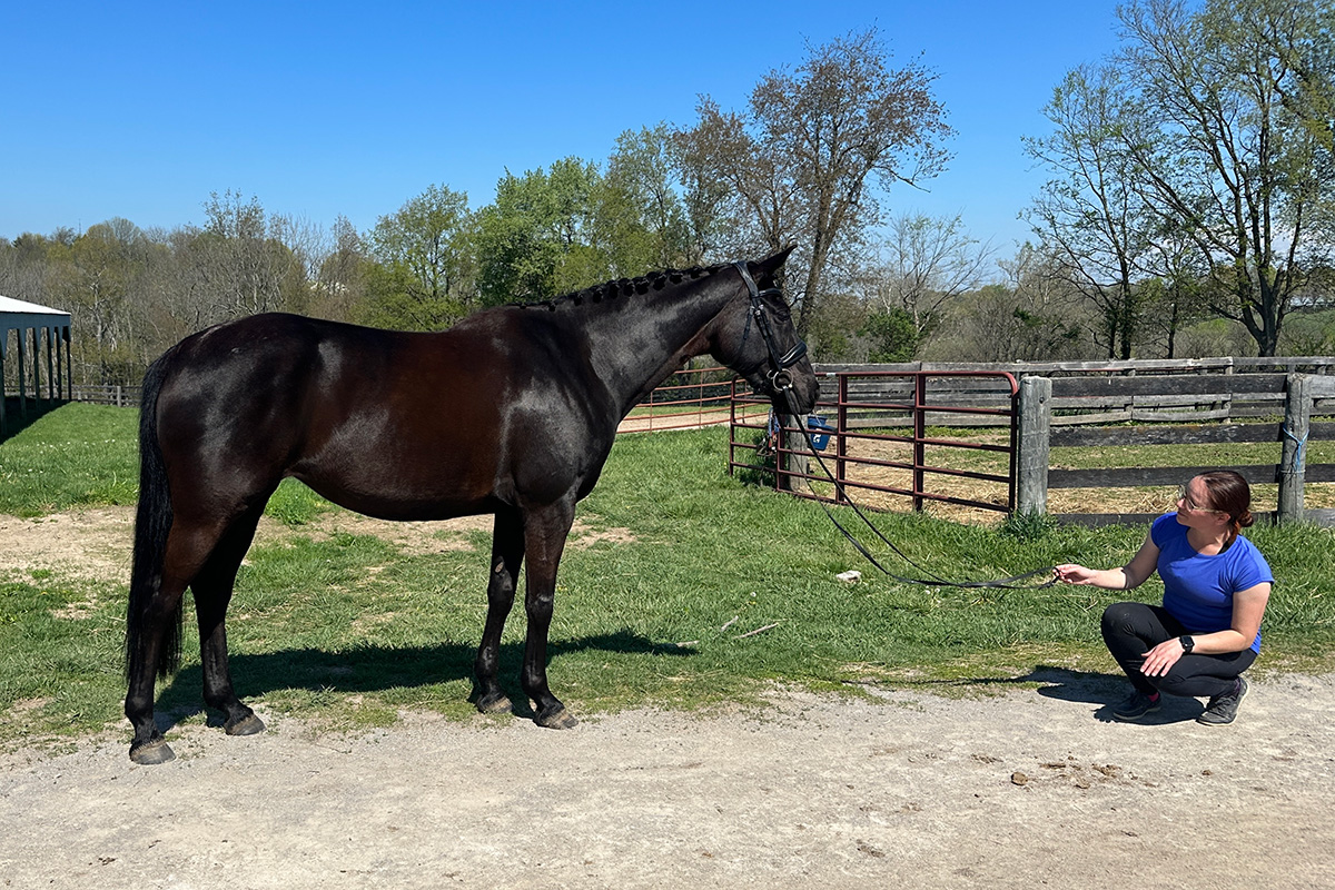 A girl gets a horse's attention, which is a key step in how to take a conformation photo