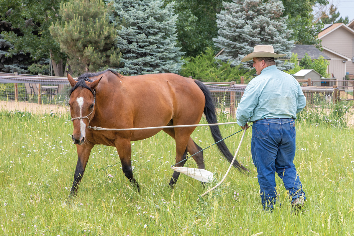 A horse moves around on a long line