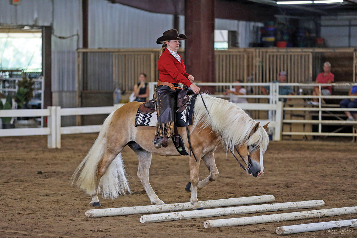 A Haflinger showing in a trail class.