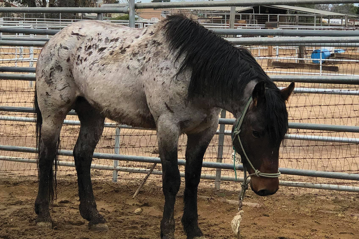 horse in need of rehab