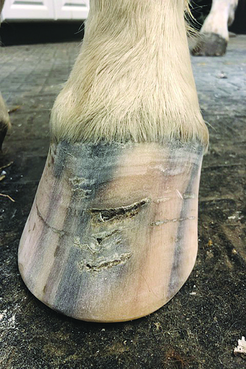 horse hoof crack