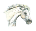 An illustration of an aggressive stallion