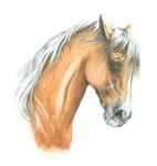 An illustration of an angry palomino