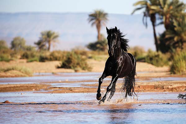 horses of Morocco