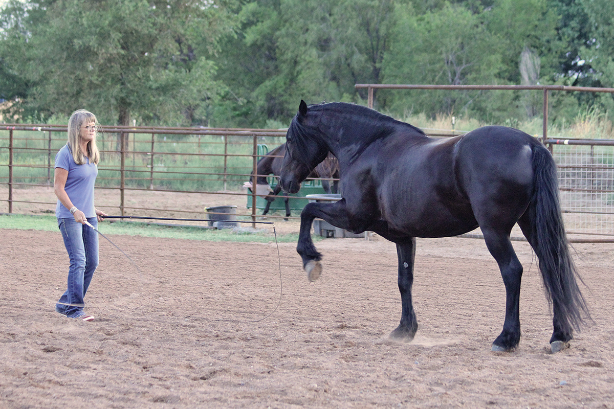 stunt horse trainer