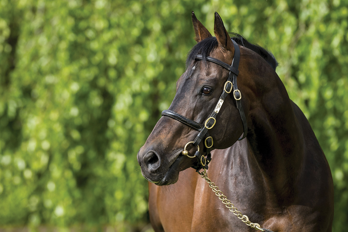 Irish National Stud stallion Invincible Spirit