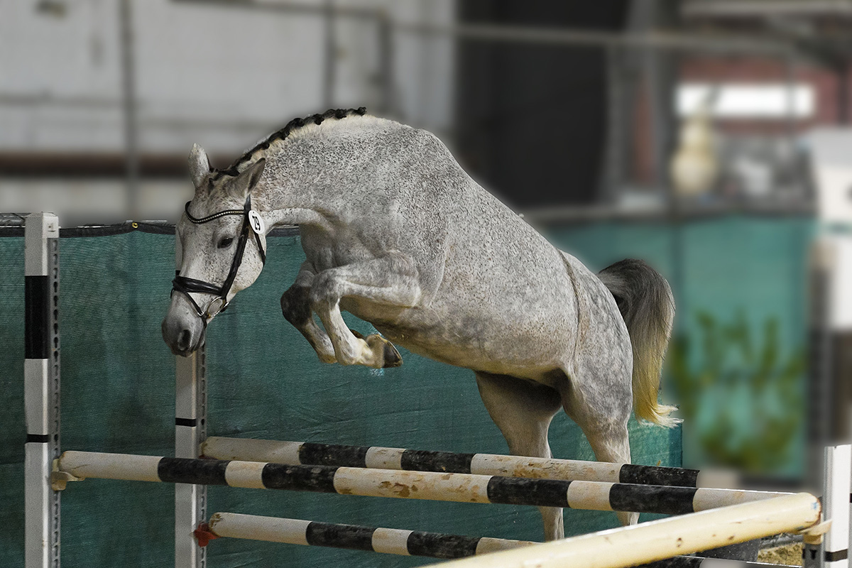 A gray horse free jumping