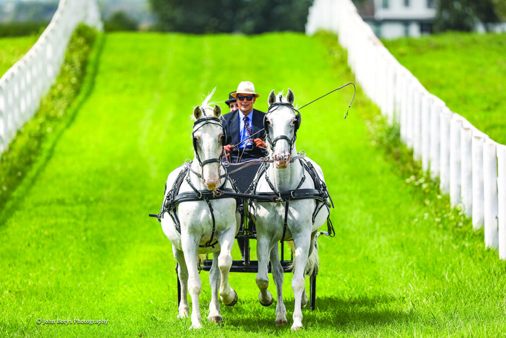 lipizzan horse