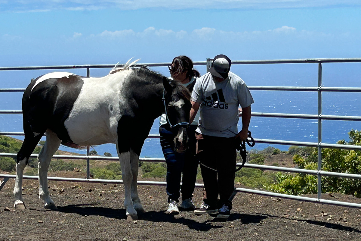 People work with a horse with an ocean view
