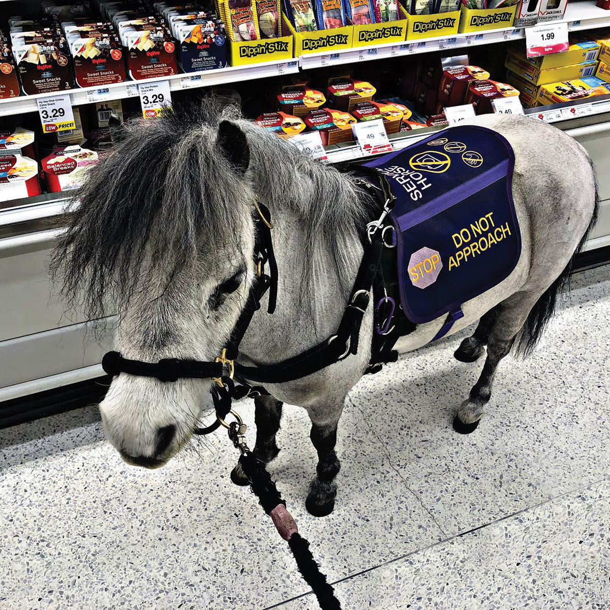 equine service animal