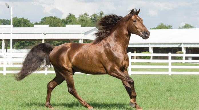 A galloping Missouri Fox Trotter on a horse farm