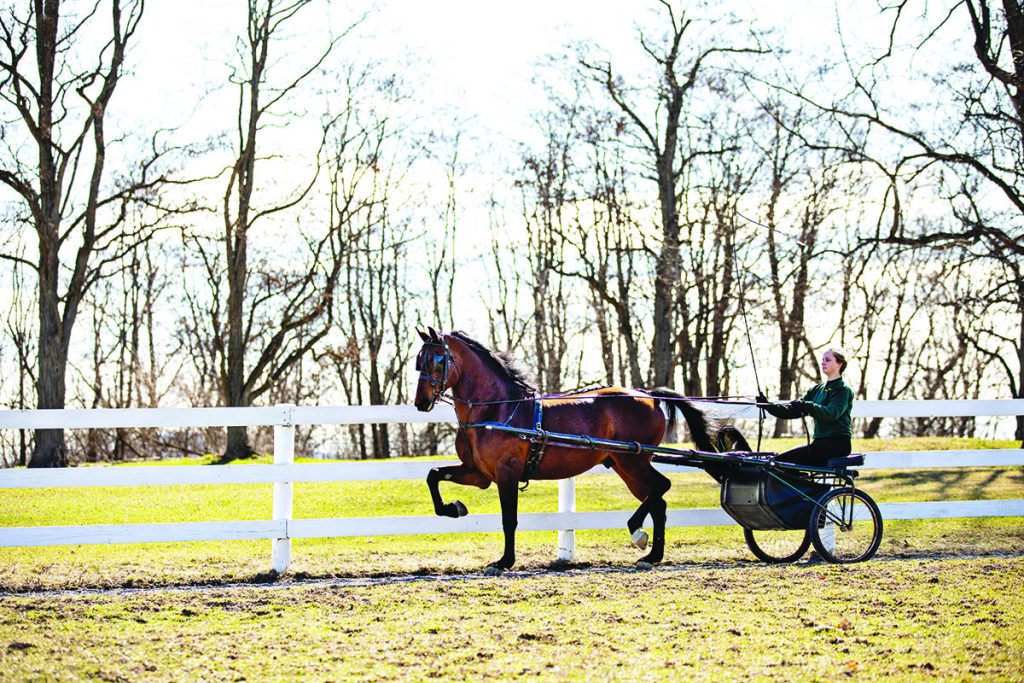 Morgan horse