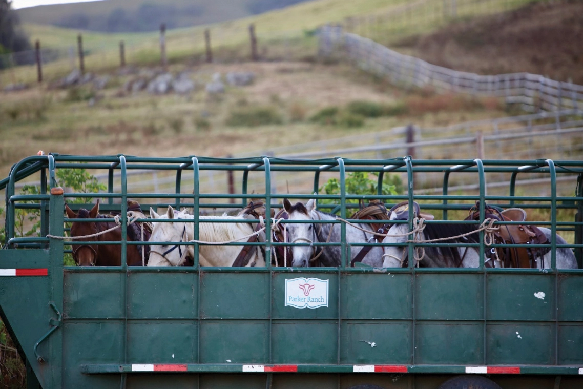 Horses on a trailer.