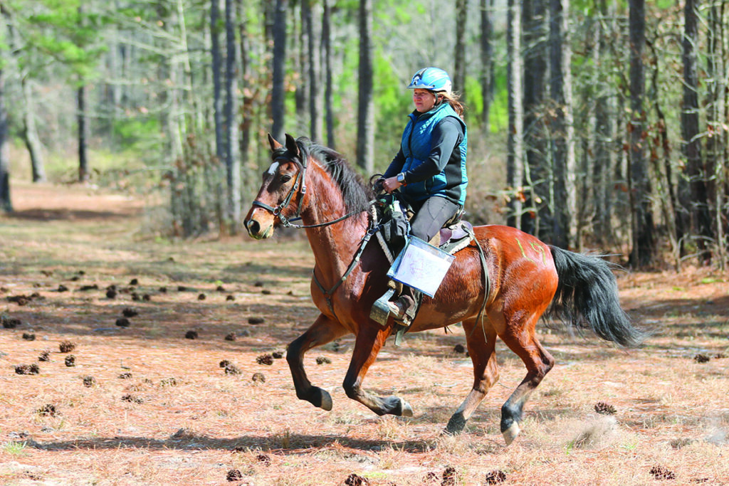 Paso fino horse