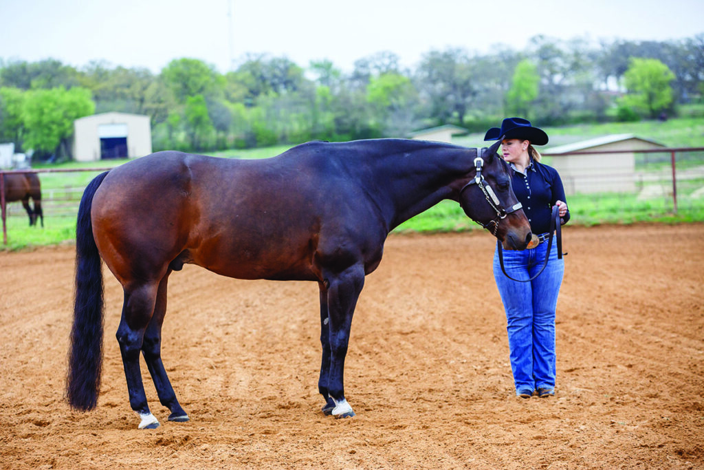 horse pivoting