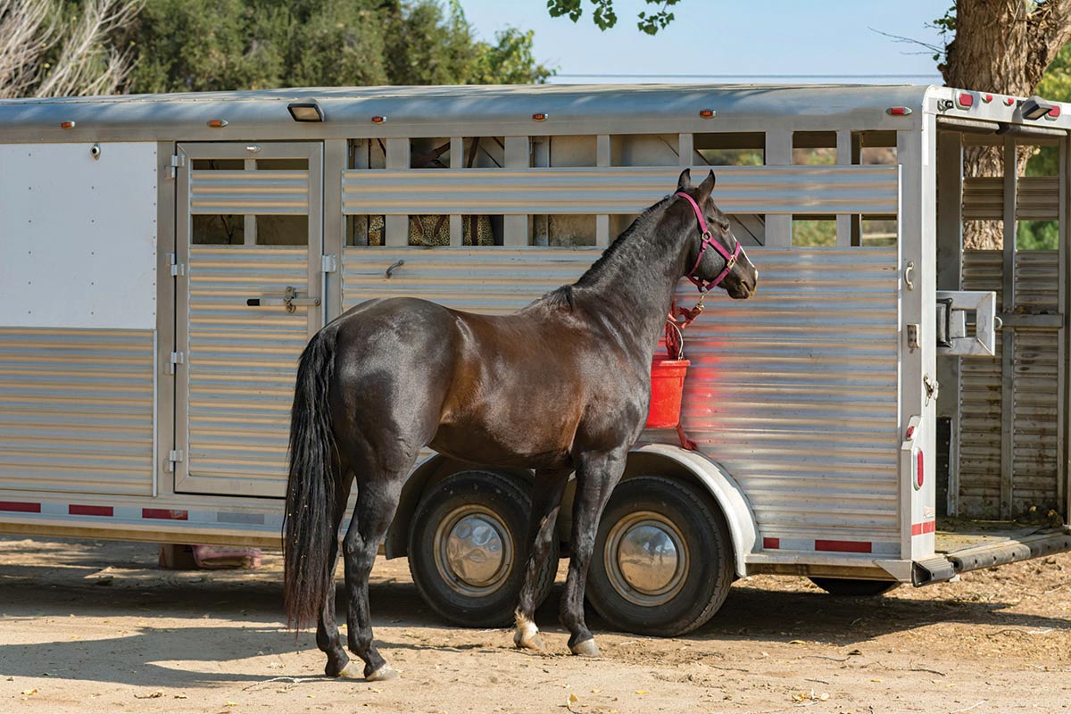 A horse tied to a rig