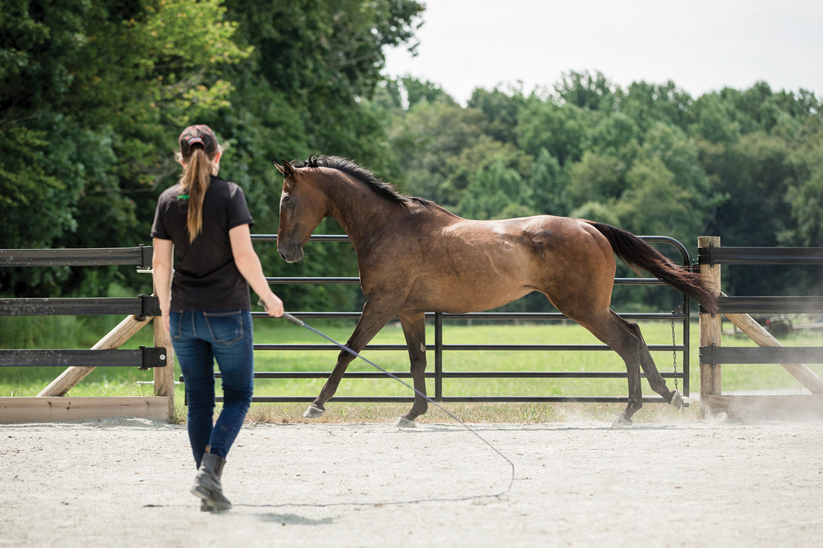 A girl longes a former racehorse