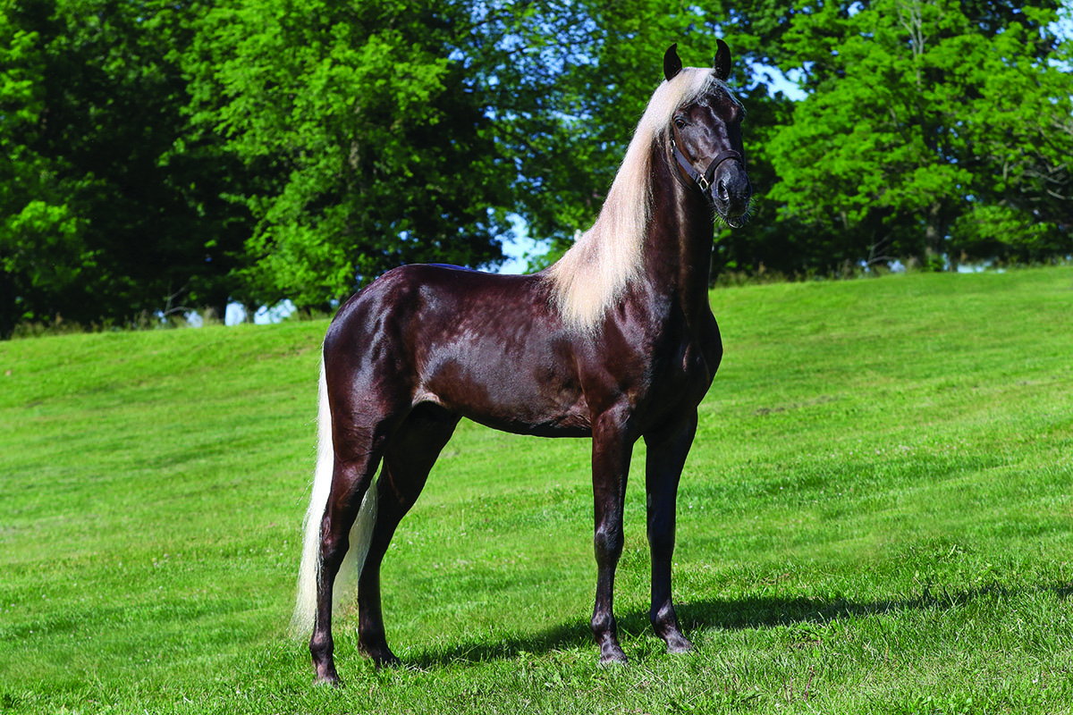 Fear After a Riding Accident Hoofpick Life Equestrian Magazine