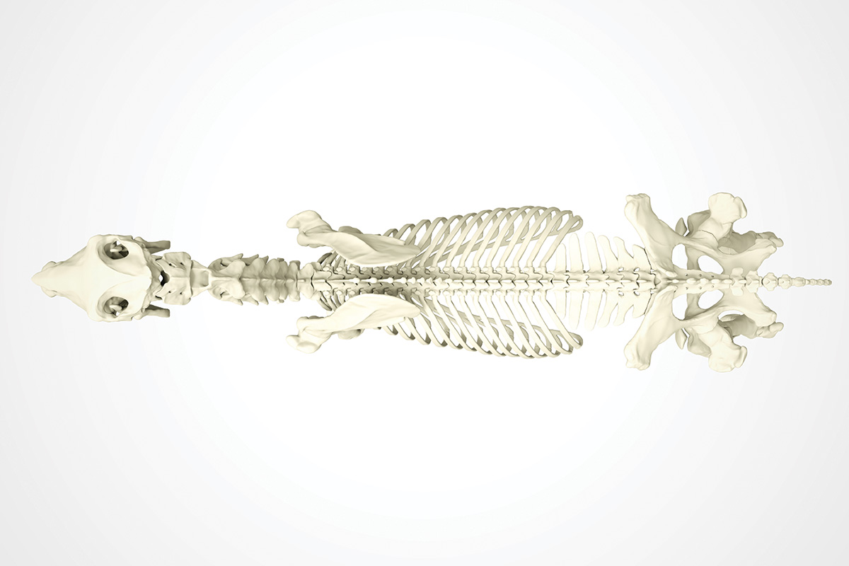 A horse's skeleton as viewed from above