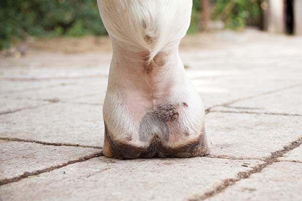 equine pastern