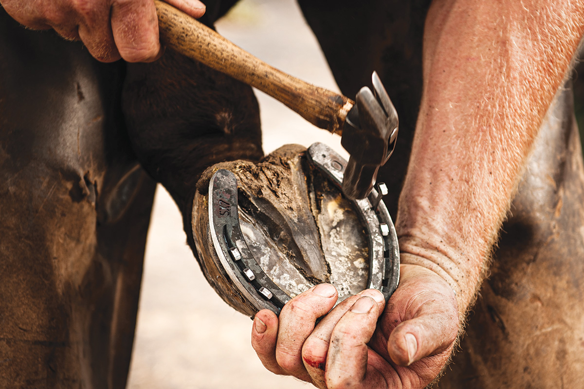 Farrier shoeing horse