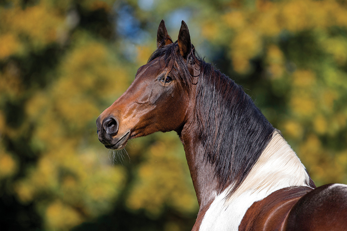 Spotted Saddle Horse Headshot of a pinto