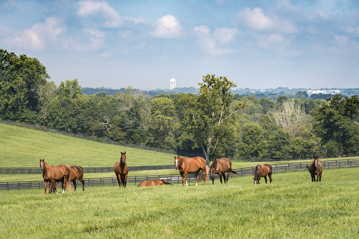 Horses in a field at Taylor Made Farm in Kentucky. The farm has partnered with the Shepherd's House to establish the Taylor Made School of Horsemanship.