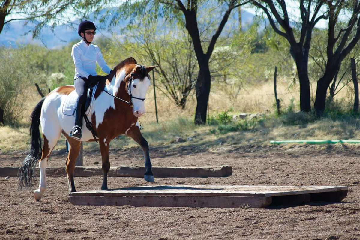 endangered horse breed