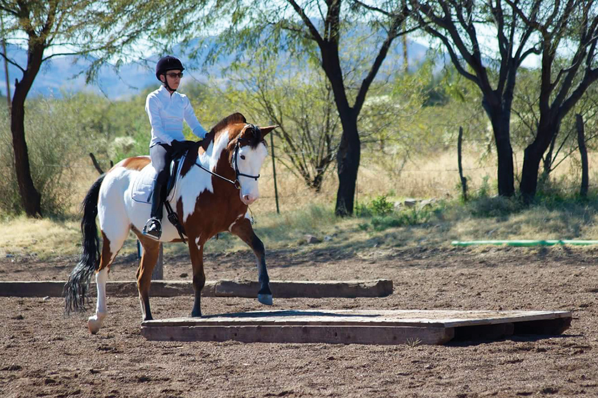 A Wilber-Cruce horse