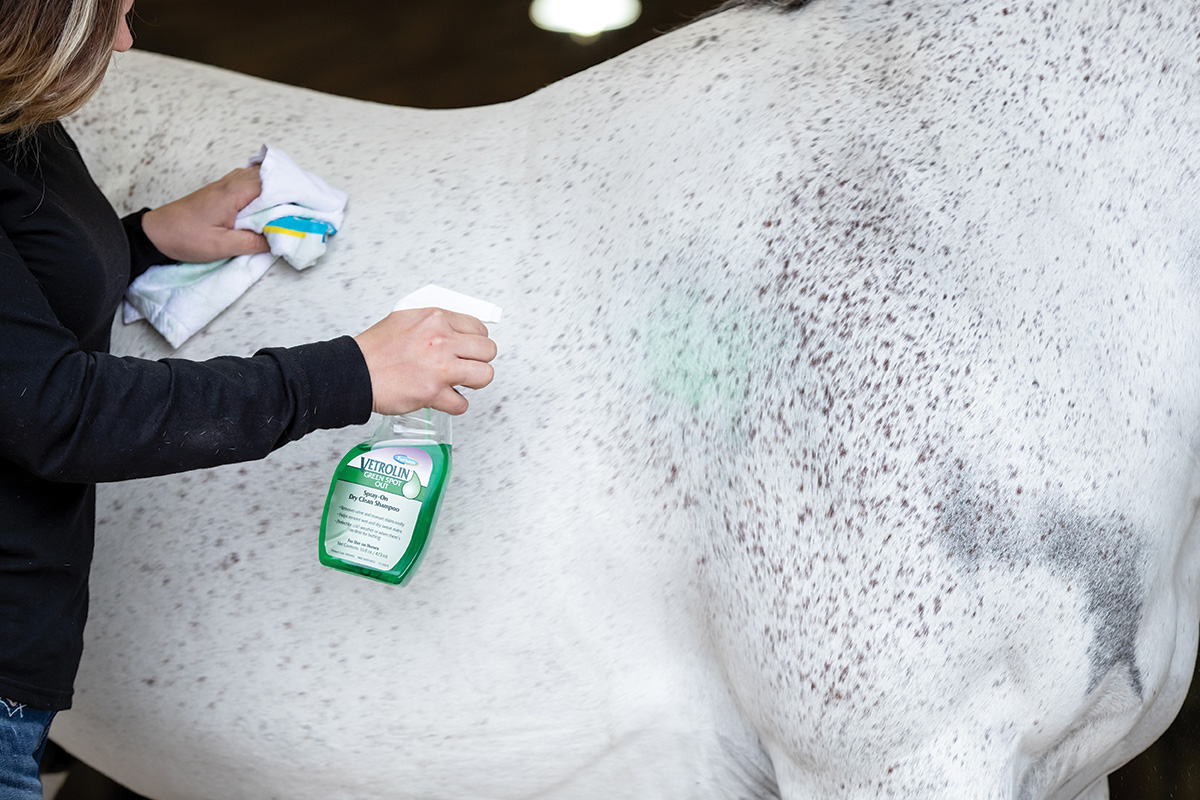 Spot remover spray is used on a light-colored horse