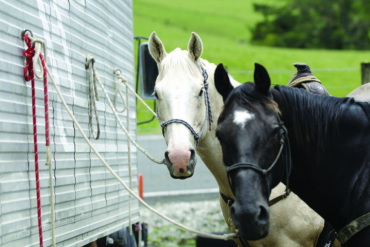 ring-wise horse