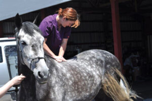 Horse Care: Alternative Therapies
