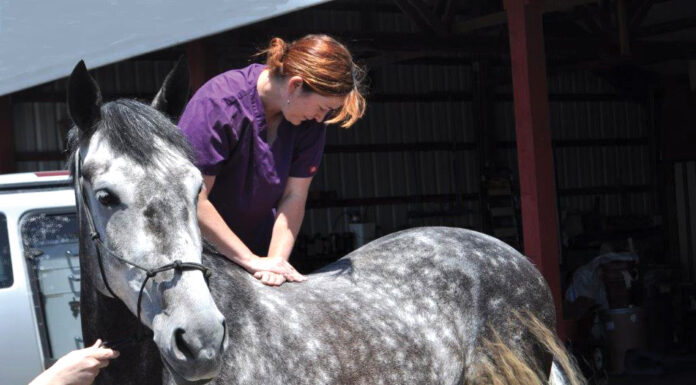 Chiropractic work being performed on a horse, one of the alternative therapies discussed in this article.